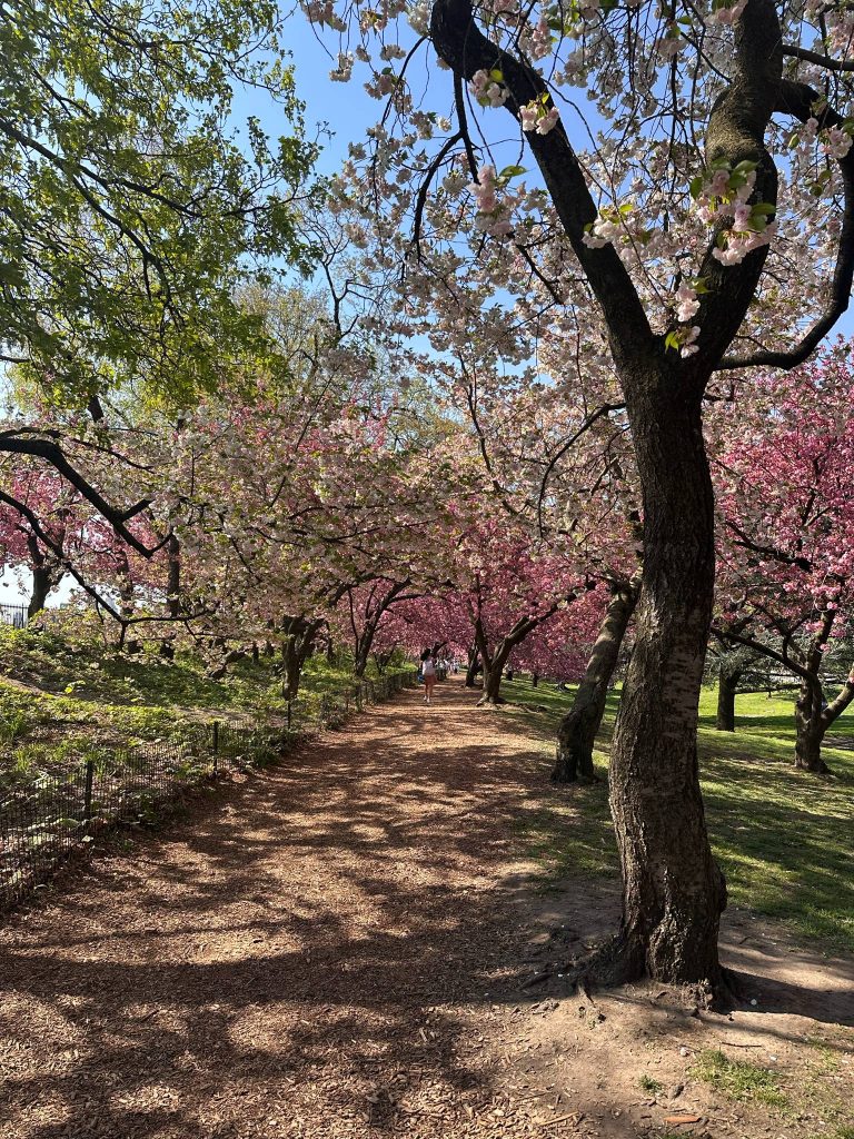 quoi faire gratuitement a new york en avril