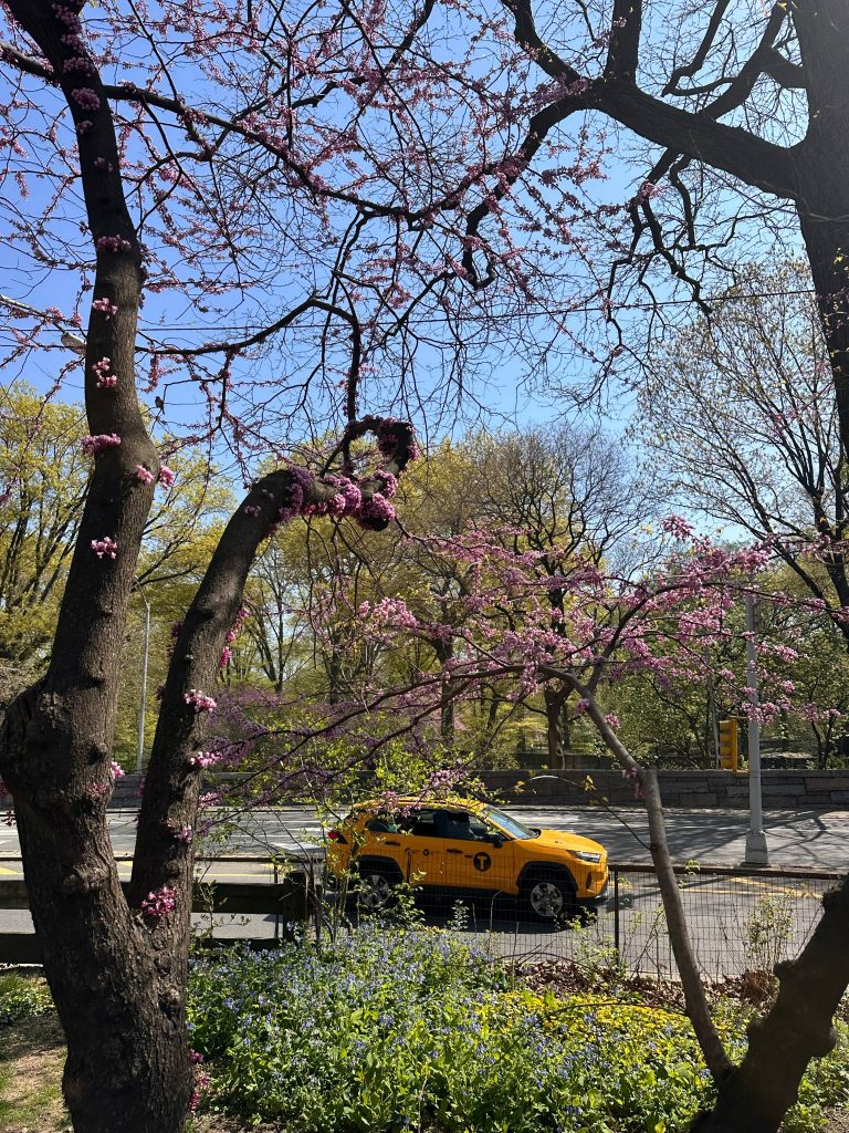 quoi faire gratuitement a new york en avril