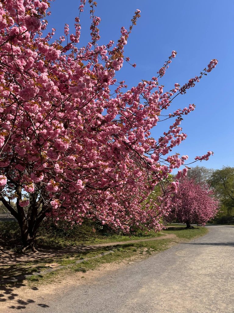 quoi faire gratuitement a new york en avril